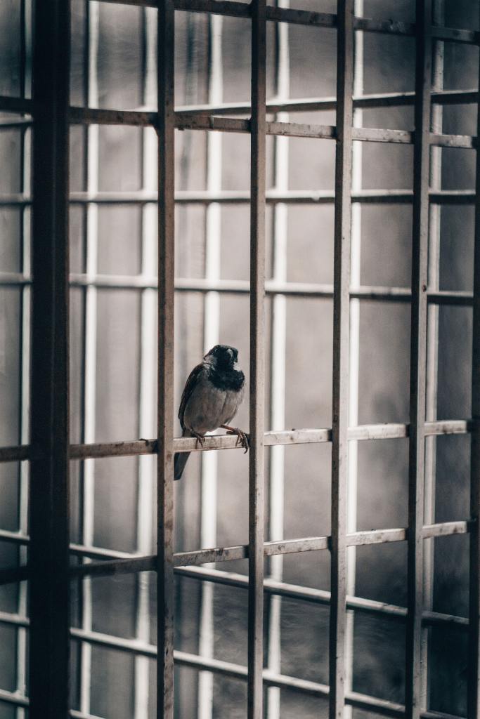 A black and white photo of a bird sitting on prison bars.